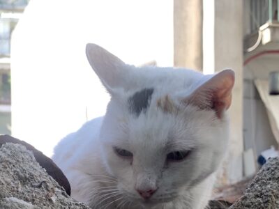 Χάθηκε η γατούλα στο Παγκράτι φορούσε μαύρο λουράκι στο λαιμό. Γάτα- Αθήνα