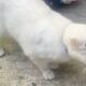 Χάθηκε η γατούλα στο Παγκράτι φορούσε μαύρο λουράκι στο λαιμό Γάτα- Αθήνα