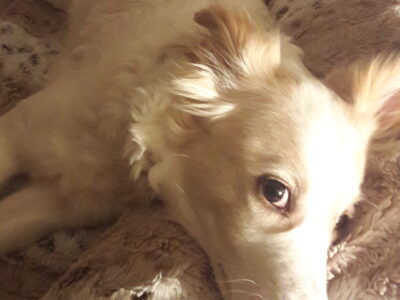 Χαρίζεται σκυλάκι για αυλη Σκύλος- Ωραιόκαστρο