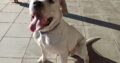 Παραδόθηκε στον ιδιοκτήτη του ο σκυλος που Βρέθηκε σκυλος πίτμπουλ στον ΒΟΑΚ Κισάμου Χανίων Σκύλος- Χανιά