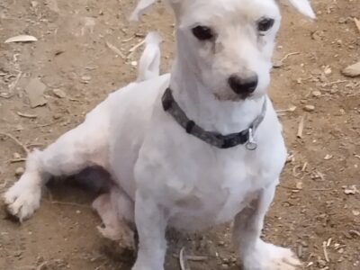 Χαρίζεται σκυλάκι στην Αλεξανδρούπολη – Αλεξανδρούπολη